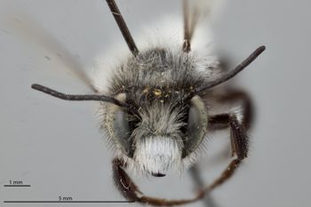 Media type: image;   Entomology 786054 Aspect: head frontal view